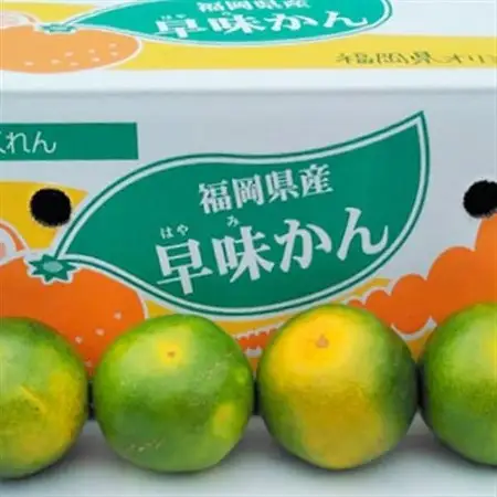 【先行受付】福岡限定!オリジナルブランドみかん「早味かん」約2kg(大野城市)_フルーツ 柑橘 ミカン 蜜柑 果物 くだもの 美味しい 人気 送料無料 柑橘類_【配送不可地域：離島】【1091055】