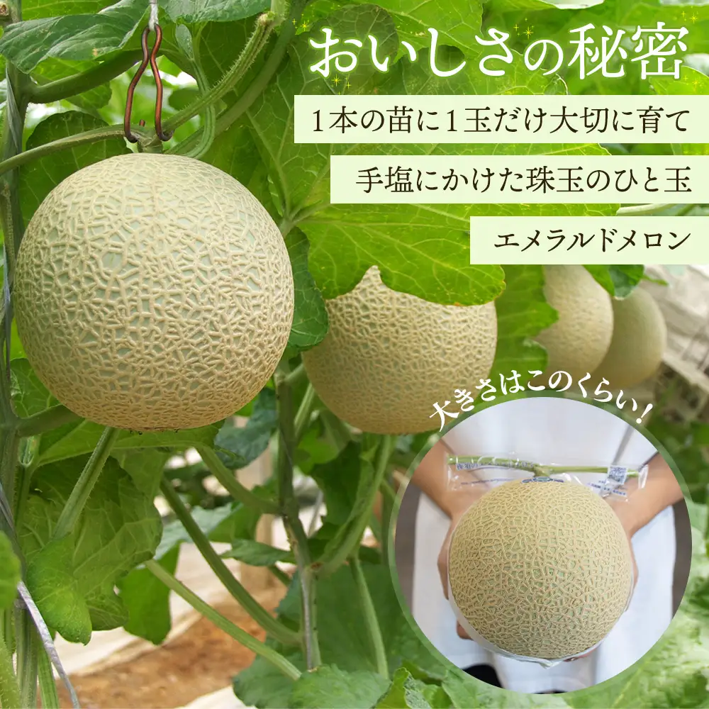 エメラルドメロン 発送開始 ２玉 | ブランドメロン JA夜須  yu-0049