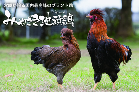 【宮崎ブランド地鶏】朝挽き”みやざき地頭鶏”おためしセット　約1.3㎏（国産 鶏 鶏肉 地鶏 小分け モモ肉 もも肉 ムネ肉 むね肉 焼肉 鍋 唐揚げ 炭火焼 チキン南蛮 宮崎 小林市） 鶏炭火焼 鶏炭火焼 鶏炭火焼 鶏炭火焼 鶏炭火焼