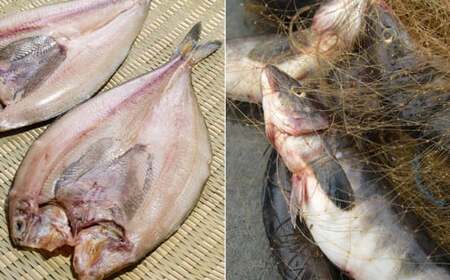 釧路産・開き真ホッケ5枚 魚 魚介 海産物 干物 おかず 肴 ふるさと納税 ほっけ F4F-8606