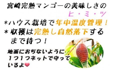 【2026年発送先行予約】《数量・期間限定》完熟！宮崎マンゴー 特秀 大玉4Lサイズ約600g 1玉化粧箱入り 国産 マンゴー 特秀品 600g 1玉 化粧箱 化粧箱入り 完熟 大玉 4L 冷蔵 フルーツ 果物 旬の果物 くだもの 特産品 お取り寄せ 贈答 ギフト