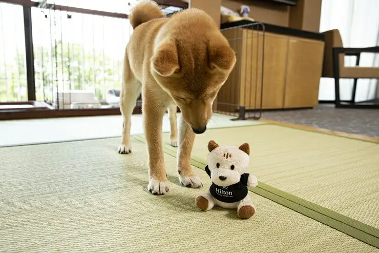 ワンちゃんと一緒にステイヒルトンドッグフレンドリールーム素泊まり（平日）【オーシャンビュー フィットネス 天然温泉大浴場 バーデゾーン 朝食ビュッフェ 都心から１時間のリゾート ヒルトン 神奈川県 小田原市 ヒルトン 】
