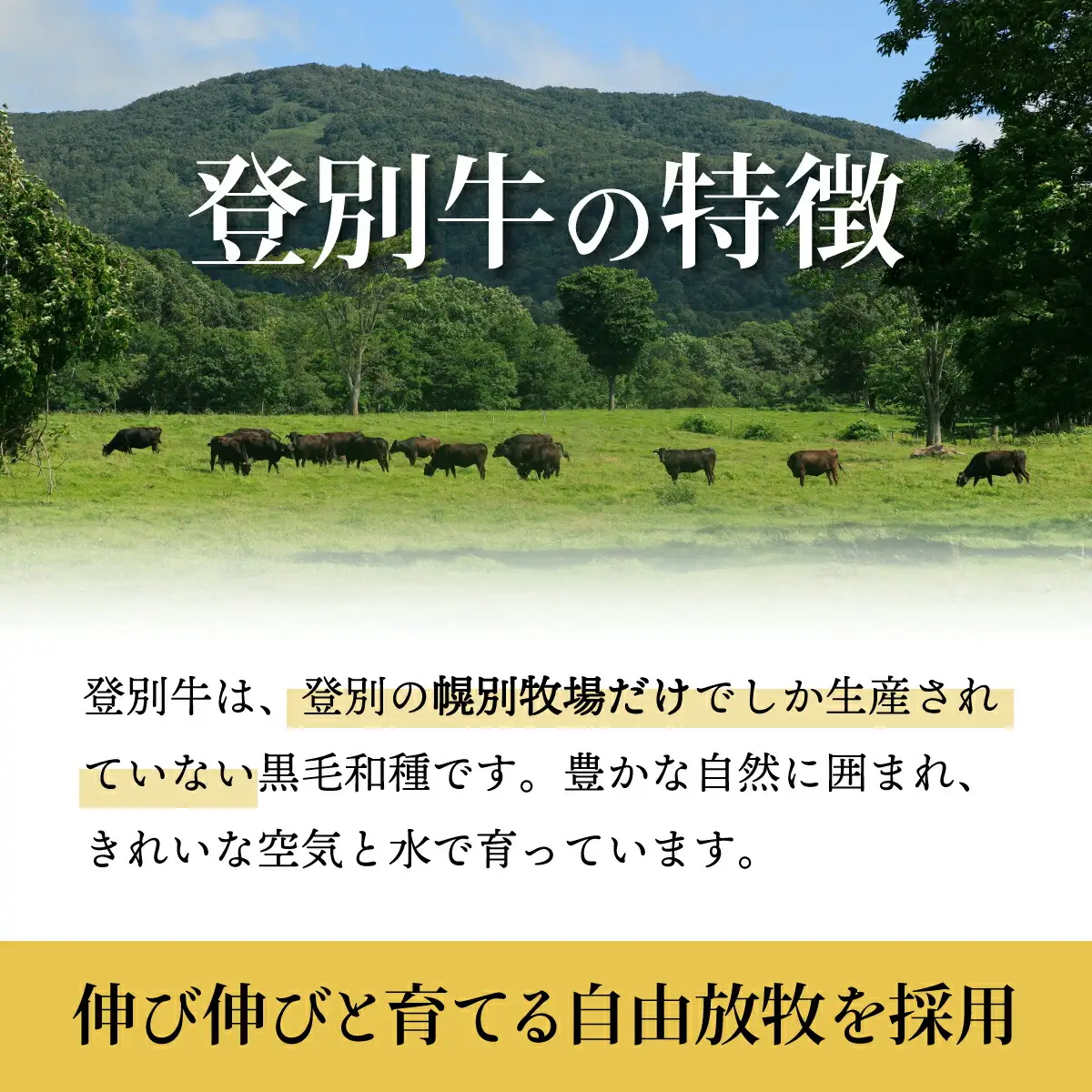 肉のあさひ 登別牛100％使用ハンバーグ 120g×5個[全3回お届け]