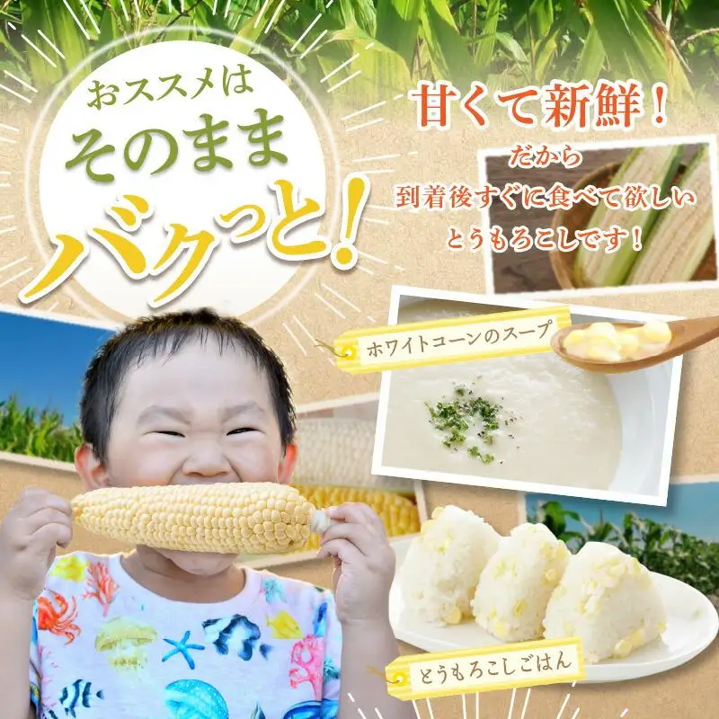 上品な甘さ 瀬戸内 ホワイトコーン 約2.5kg【2026-6月中旬～2026-7月中旬配送】| コーン