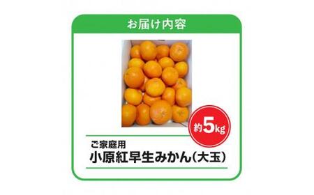 【訳あり】ご家庭用小原紅早生みかん(大玉)　約5kg【2026年11月中旬～2027年1月中旬配送】| みかん