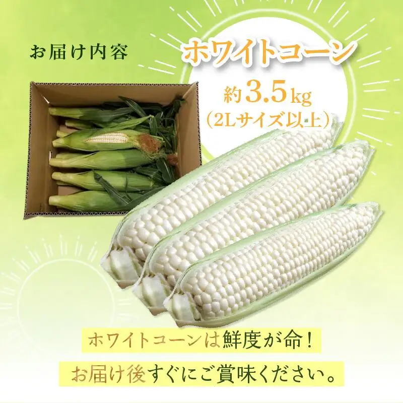 ＼寄附額改定／太物2Lサイズ以上!瀬戸内ホワイトコーン 約3.5kg【2026-6月中旬～2026-7月中旬配送】| コーン