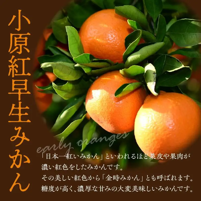 讃岐のレモンと小原紅早生みかんのクリームサンド 詰合せ