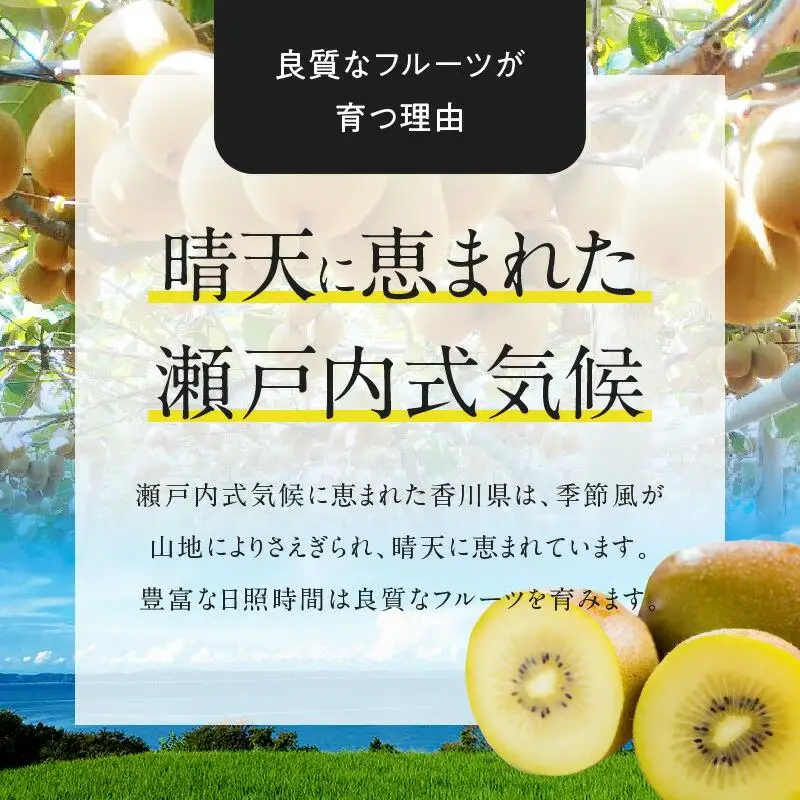 さぬきゴールドキウイ化粧箱　約1.4kg【2026年10月中旬～2027年1月下旬配送】
