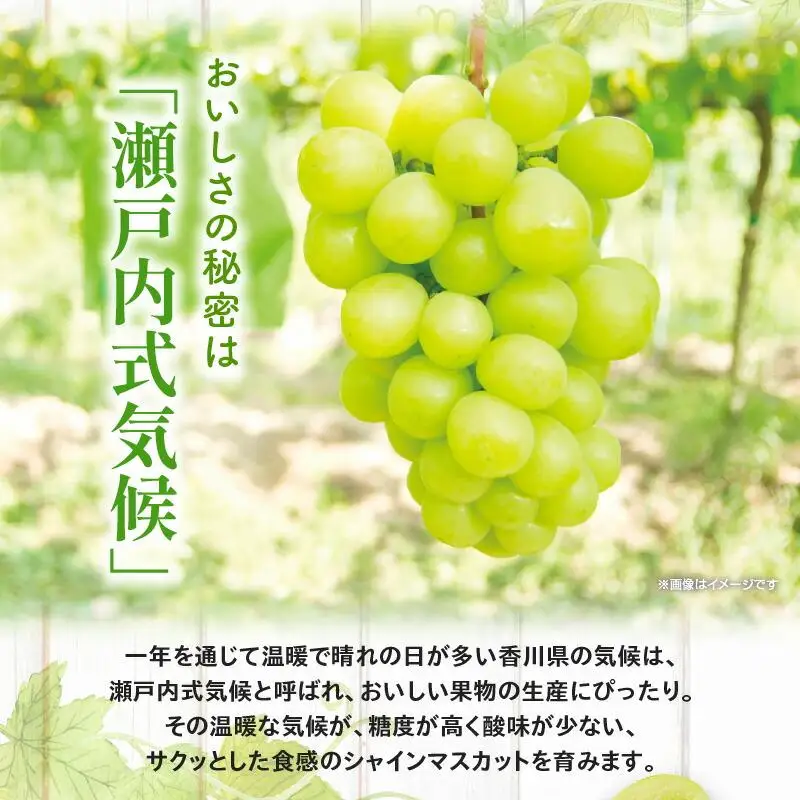シャインマスカット 約 1.5kg  【2026-8月下旬～2026-9月下旬配送】