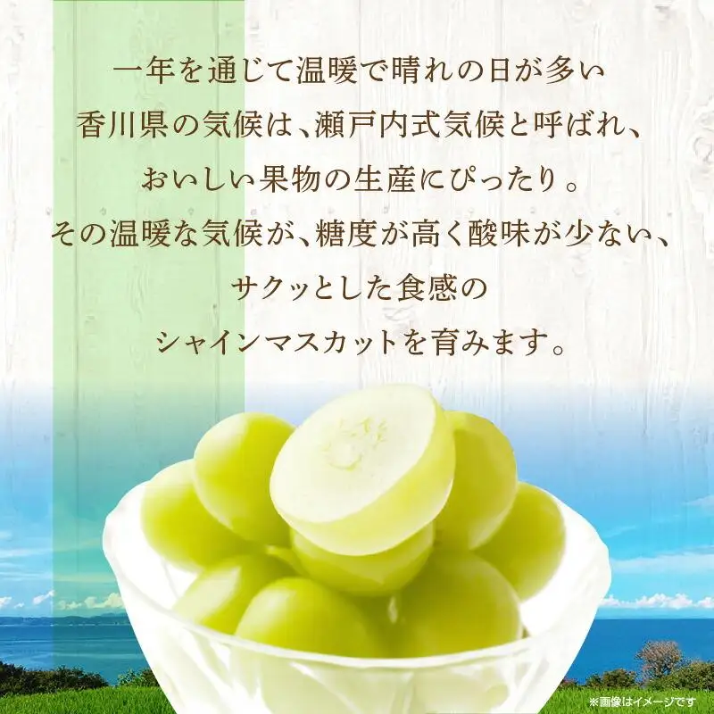 ご家庭用 シャインマスカット 約5kg 【2026-8月下旬～2026-9月下旬配送】