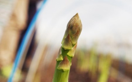 北海道産 夏採り！JAそらち南 夏の味覚「グリーンアスパラガス」S～3L 1kg前後