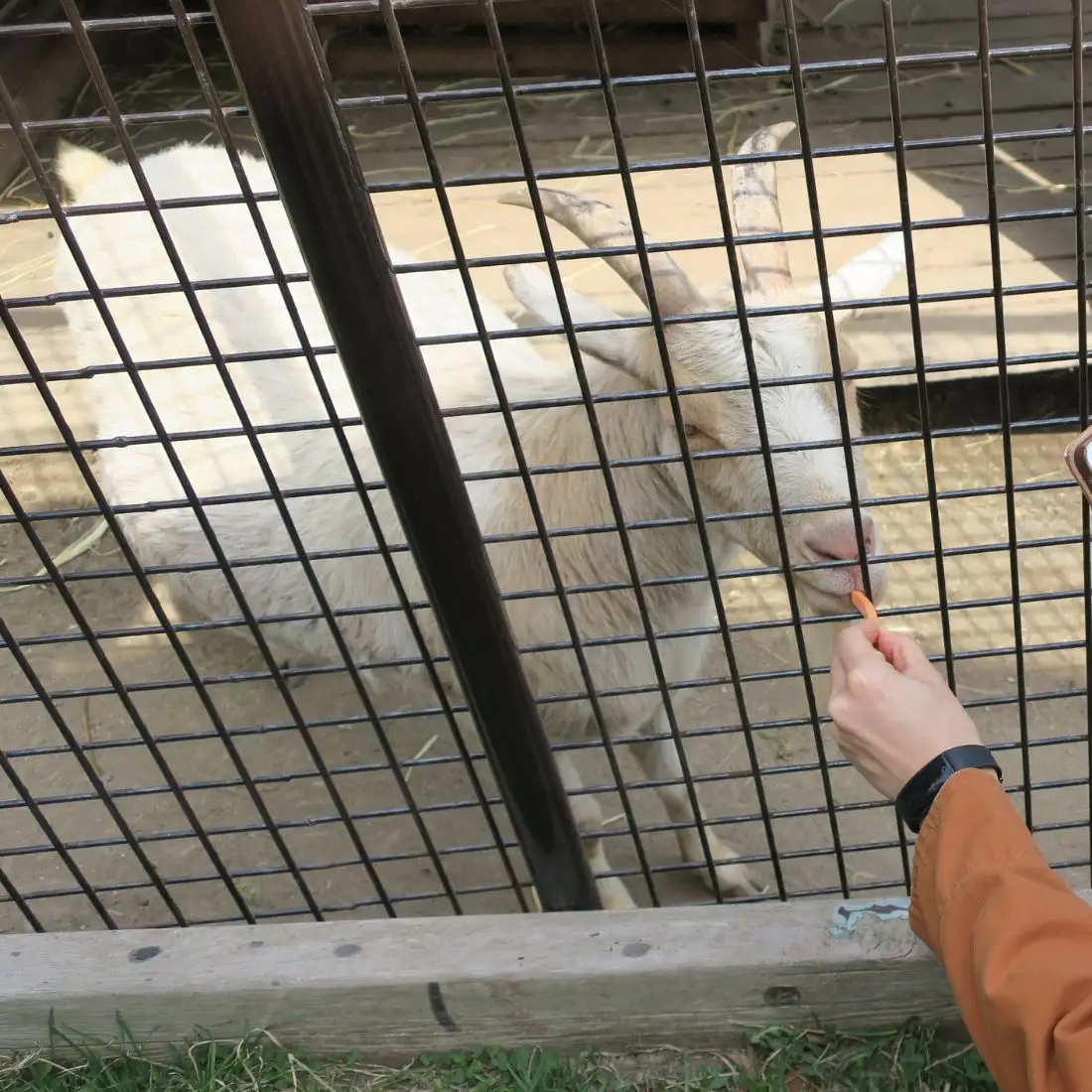 栗山公園「なかよし動物園」パクパクタイム回数券（6回分）3枚セット