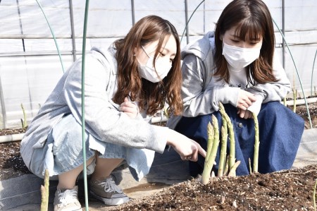 北海道産「春一番！グリーンアスパラガス」L～2Lサイズ以上700g