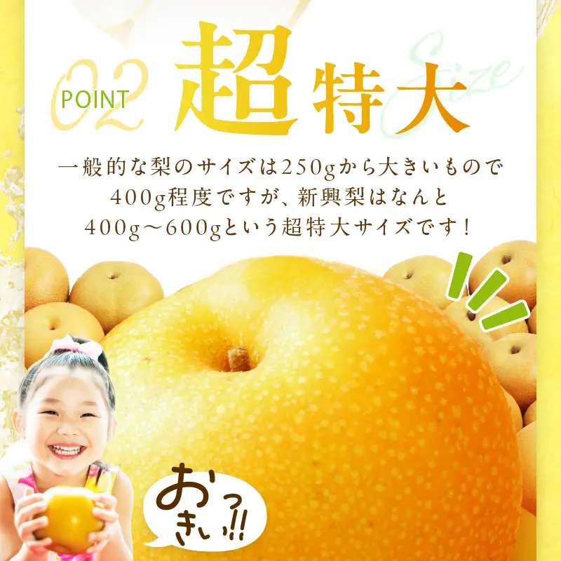 【2026年先行予約】京丹後産 和梨 新興 5kg（秀品）《9月下旬以降発送》