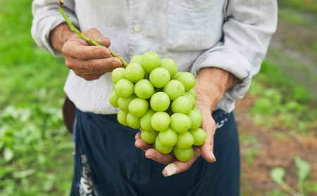 山形市産 シャインマスカット 特秀 1房 800g以上【前半】  FZ21-909