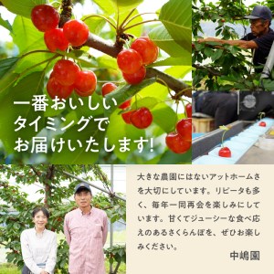 【2026年先行予約】さくらんぼ 500g（特秀品・2L 以上）　さくらんぼ 佐藤錦 紅秀峰 [h052]