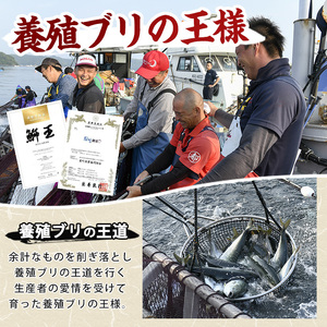 切って盛るだけ「鰤王」 ロイン (約0.8kg～1.0kg・2節) ブリ 鰤 【JFA】jfa-7132R8