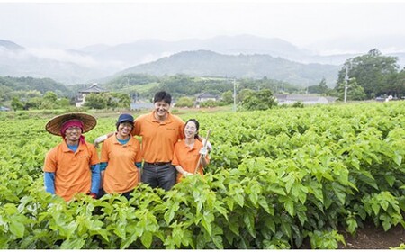 ハンさんのおいしいくわ茶　飲み比べギフトセット[5839-1065]