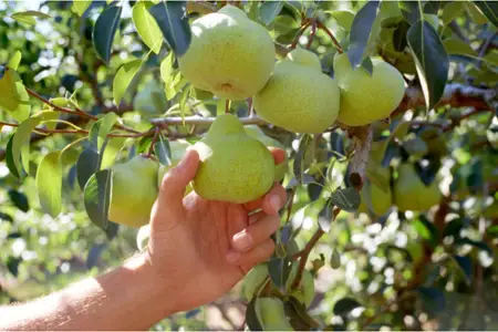 「季節の果物狩り体験券」1枚［AK-101］