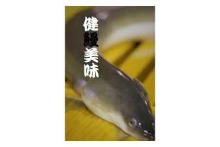 一色産うなぎ蒲焼・白焼食べ比べセット　無頭　国産・T054-30