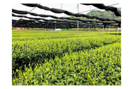 ＜西尾市吉良町＞かぶせ茶の里　お茶のながや 地産元詰め　かぶせ茶200g3本セット・O011-13