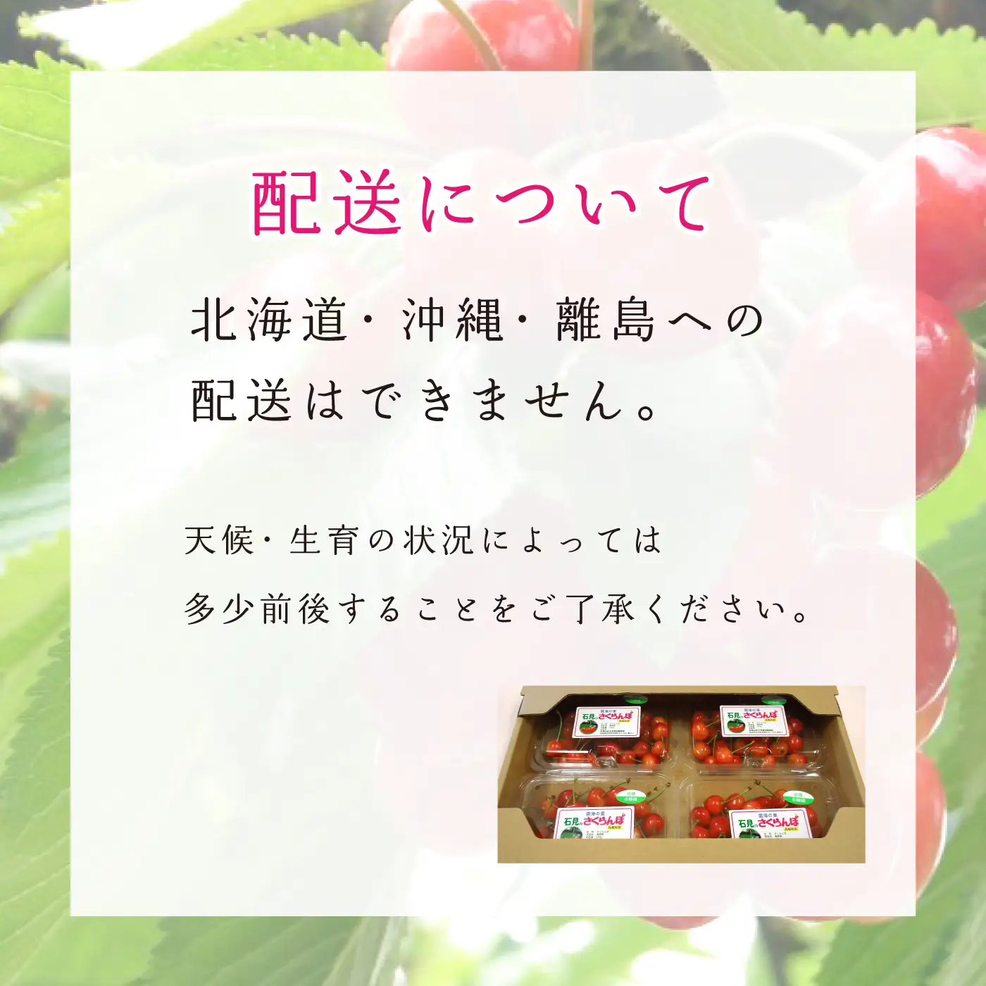 【先行予約】邑南のさくらんぼ（佐藤錦）720g