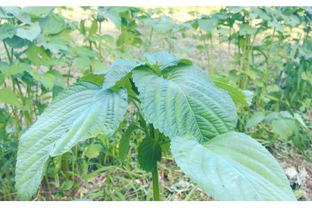 「島根県邑南町産」生しぼりエゴマ油3本セット