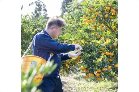 【0616-3】希少！天田みかん（紀州和歌山）A級10kg