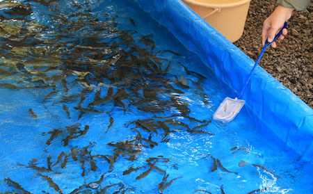 醒井養鱒場　わくわく体験クーポン（ペア） 体験チケット 