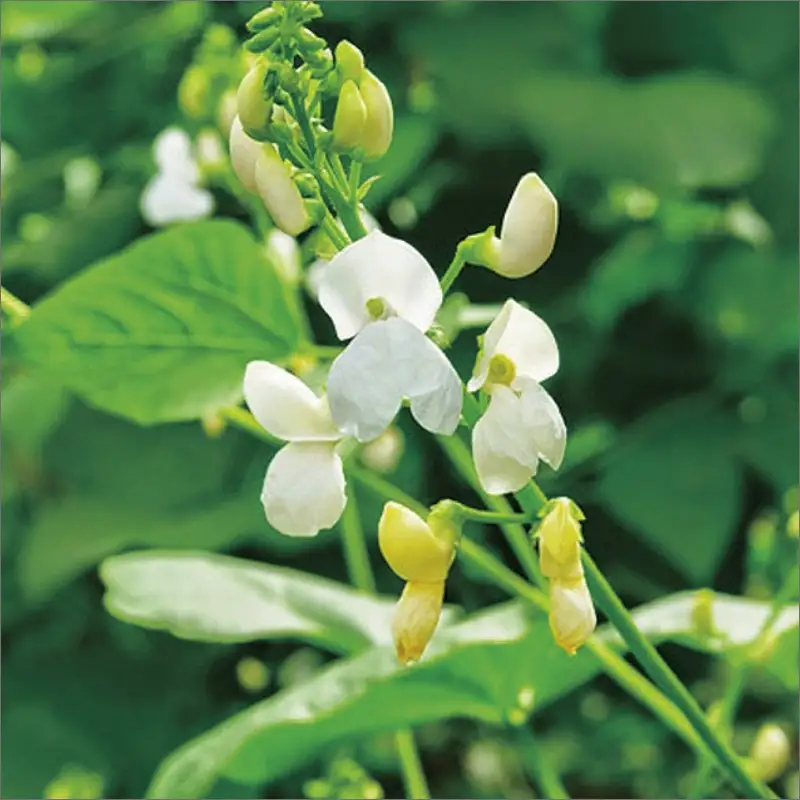 生産量日本一の白花豆を贅沢に使用した大粒甘納豆「白花美人」5パック ( 甘納豆 白花豆 和菓子 おやつ 小分け パック ふるさと納税 )【104-0018】