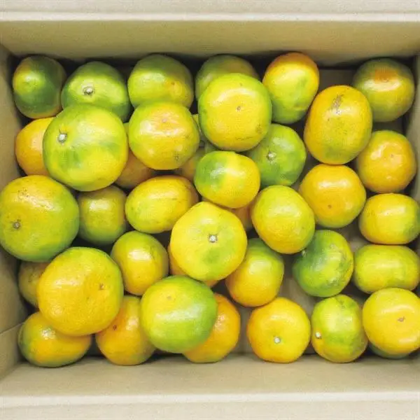 西都市産 極早生～早生みかん 5kg 【先行予約】＜26-1a＞