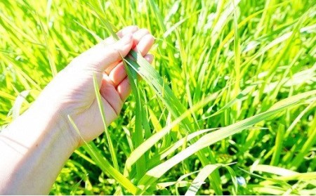 【草地和牛】レトルト3種詰合せB(各2セット) | 豊後高田市 和牛