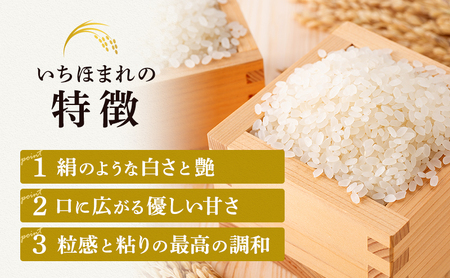 米 いちほまれ 10kg 精米 白米 お米 米 おこめ こめ コメ ご飯 ブランド米 令和7年産 福井 福井県 若狭町