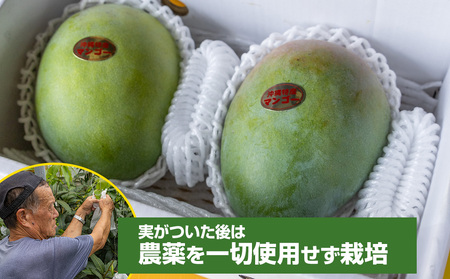 【2026年発送】大城正雄マンゴー農園のキーツマンゴー1.5kg