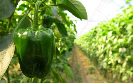 【 栄養剤 】 栄養剤園芸