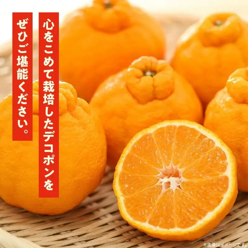 高松産季節の果物＜ハウスデコポン＞約2.8kg【2026年12月中旬～2027年3月中旬配送】