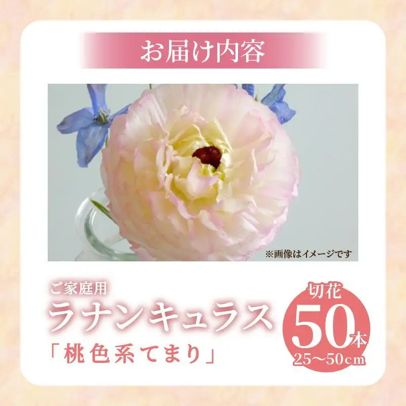 ご家庭用 ラナンキュラス「桃色系てまり」切花 切花50本(長さ25～50cm)【2027-1月中旬～2027-4月上旬配送】