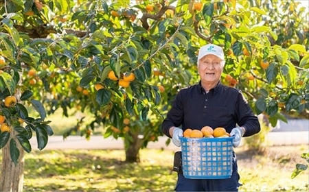 【先行予約・令和8年秋発送】とろける甘みの新道柿 5kg 種なし柿[ZB119]