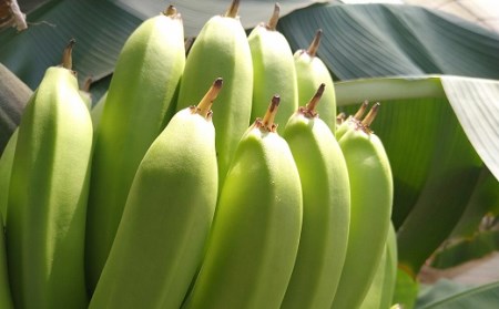 【雪国新潟産バナナ】3本（350g）濃厚な甘さともっちり食感！安心安全の越後バナーナ[ZB325]