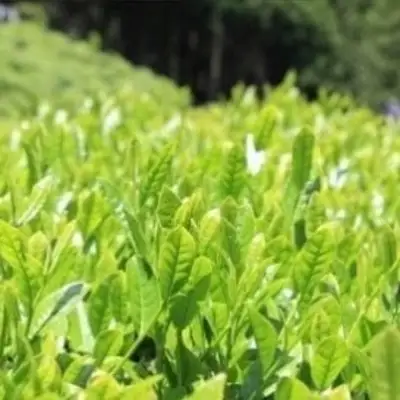 近江赤ちゃん番茶ティーバッグ(10g 30個入×9本) 番茶[J012]