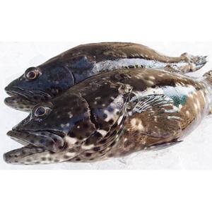 【鮮度抜群！】沖縄県産 しゃぶしゃぶセット ヤイトハタ（アーラミーバイ）約300～350g｜鍋 鍋セット 3～4人前