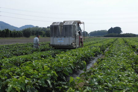 神埼桑菱茶(3g×30包)×2箱 (H066120)