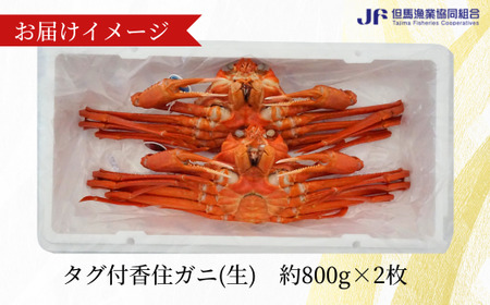香住ガニ 大 タグ付き 約800g×2枚 かに カニ 03-07