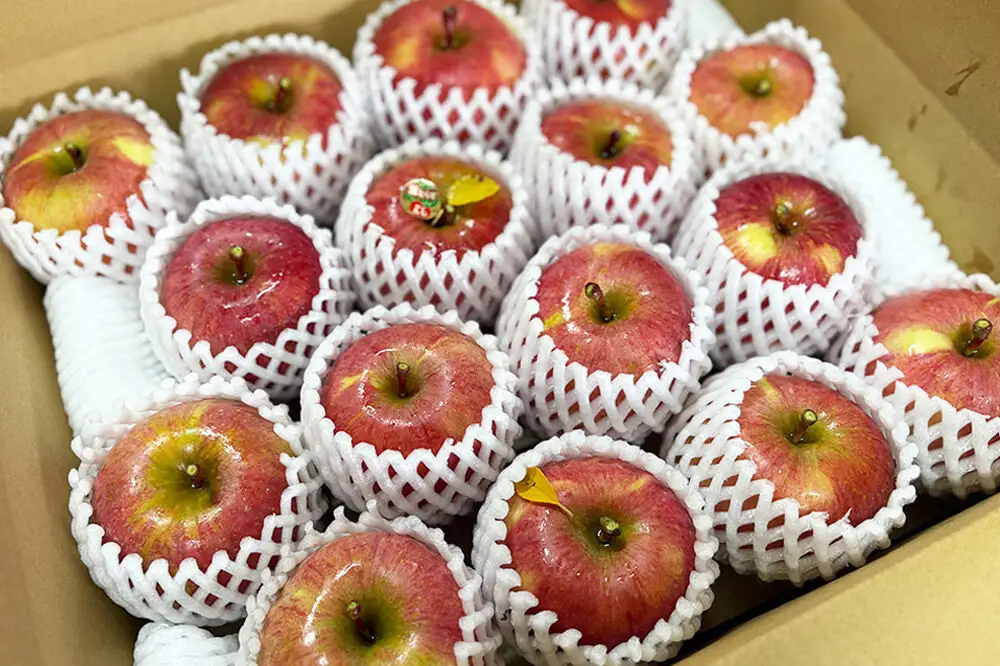 【26年11月発送】りんご【数量限定】家庭用 葉とらず ふじ 約5kg（中玉～大玉12～18玉程度）【先行受付】 青森 果物 フルーツ 林檎 リンゴ くだもの 予約