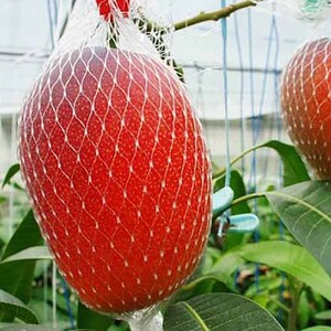 完熟アップルマンゴー１kg（２個～４個入り）アーウィン種 南国フルーツ 果物 果汁 濃厚  樹上完熟マンゴー ギフト プレゼント 送料無料【R00520】