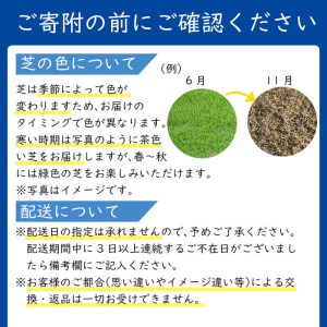 天然芝＜野芝＞2平米! 芝 芝生 天然 天然芝 DIY グランドカバー ガーデニング 野芝  鹿児島県 お庭 a1-110