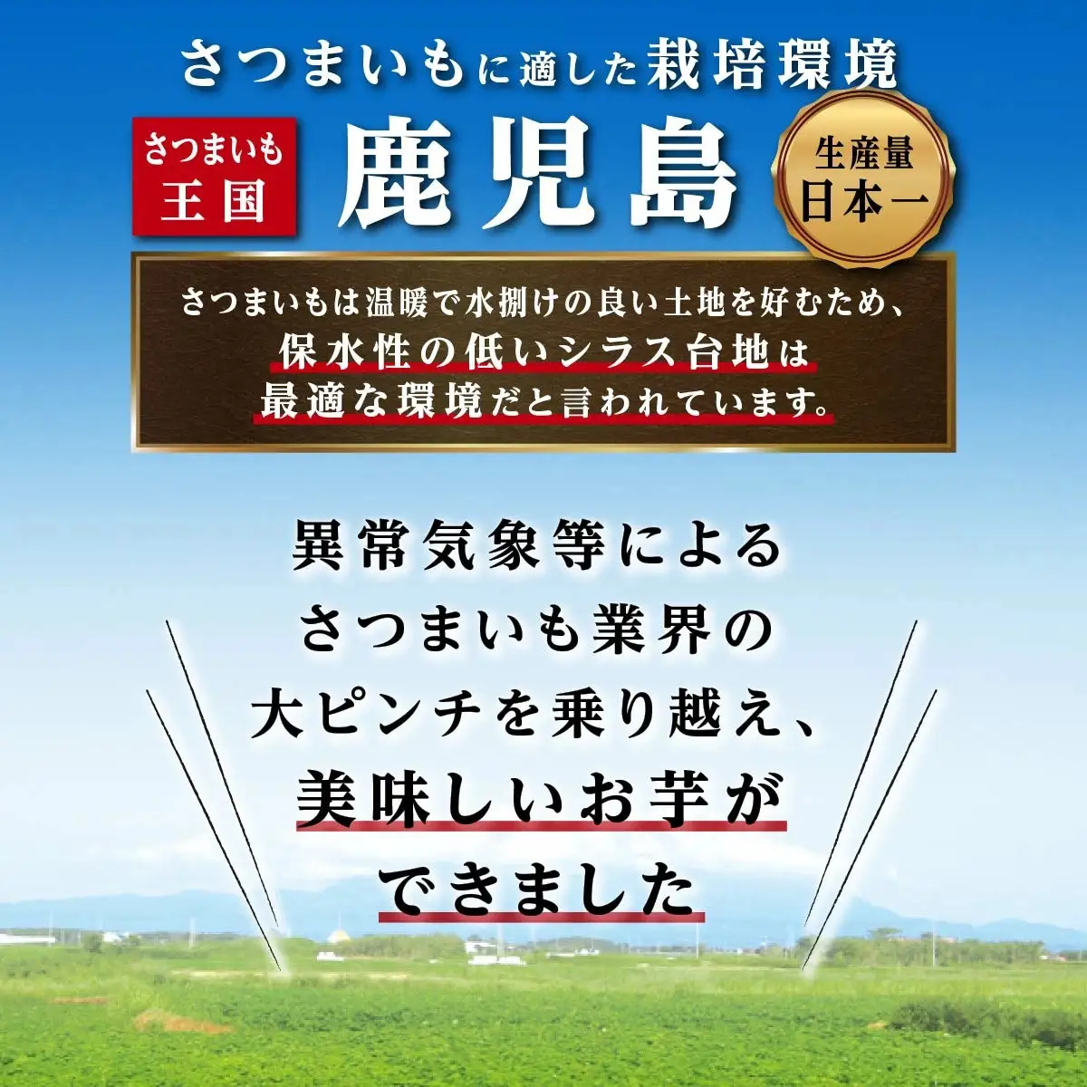 冷凍焼芋（ 紅はるか ） | 紅はるか