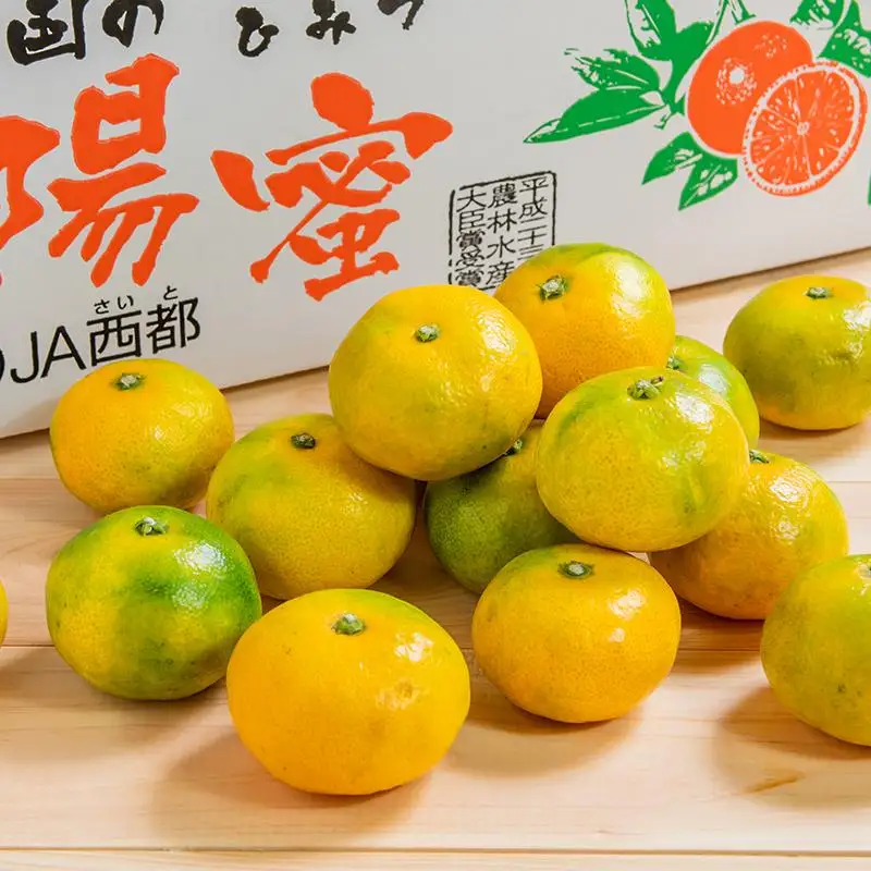 【先行予約】極早生みかん「南国の陽蜜」5kg 糖度10.5度以上＜2-5a＞