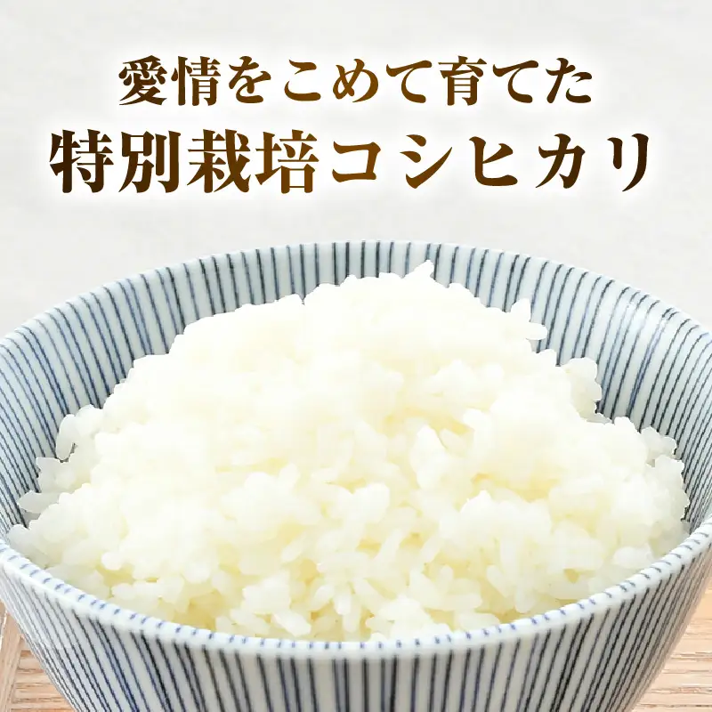 【令和7年産】 特別栽培米 コシヒカリ 無洗米 5kg 低農薬 / 北陸 福井県産 あわら市 ブランド米 白米 お米 コメ 特栽米 [aw056-a025]