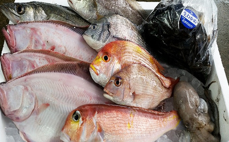 鮮魚セット 若狭の恵み 鮮魚ボックス 種類はお任せ セット 詰め合わせ 鮮魚 魚 お魚 魚介 魚介類 海鮮 海鮮セット 旬の魚 新鮮 福井 福井県 若狭町